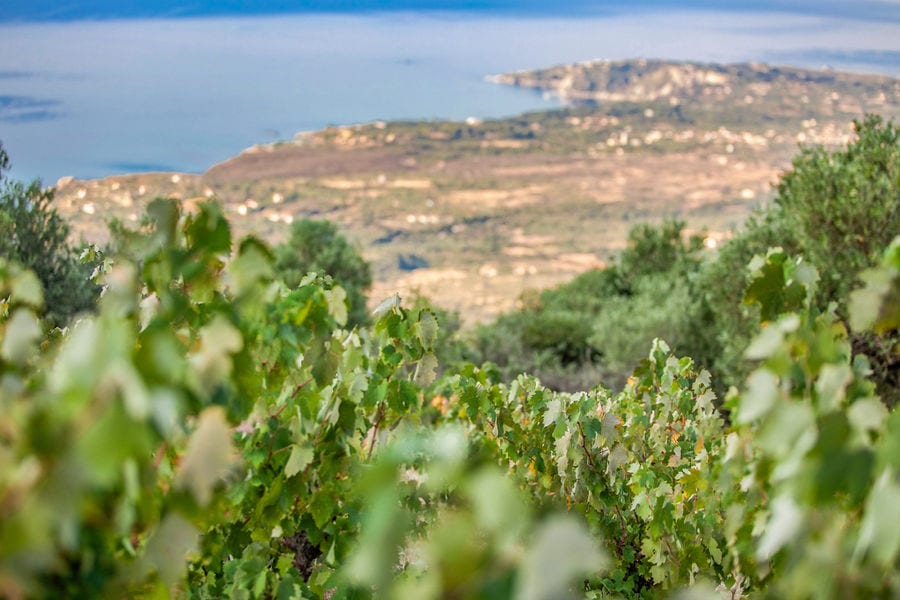 brunches of vines from Orealios Gaea vineyards in the buckround of the sea and trees